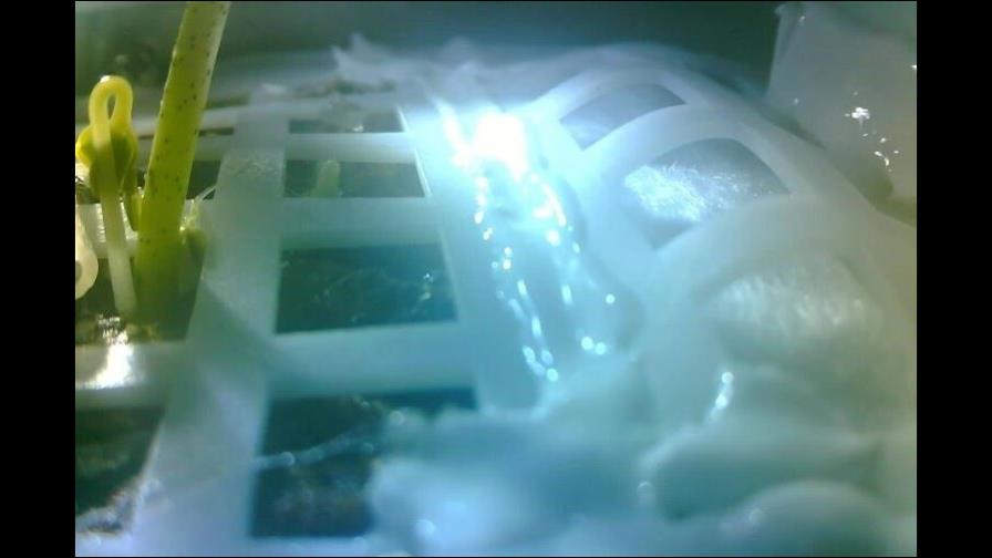 Semillas de algodón de sonda espacial china brotan en la Luna