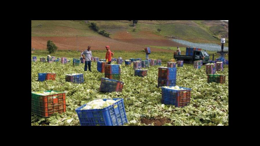El campo dominicano con la capacidad de alimentar el país sin recurrir a las importaciones