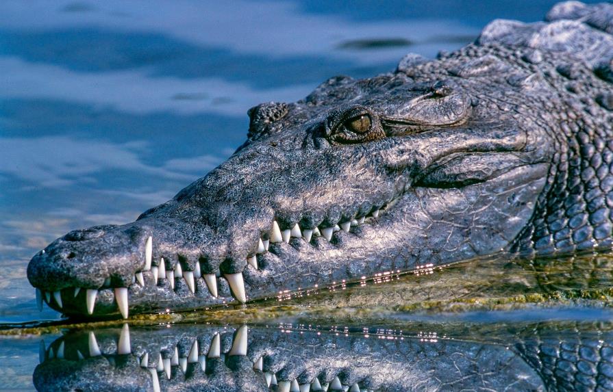 Buscan en río de España un cocodrilo de 250 kilos