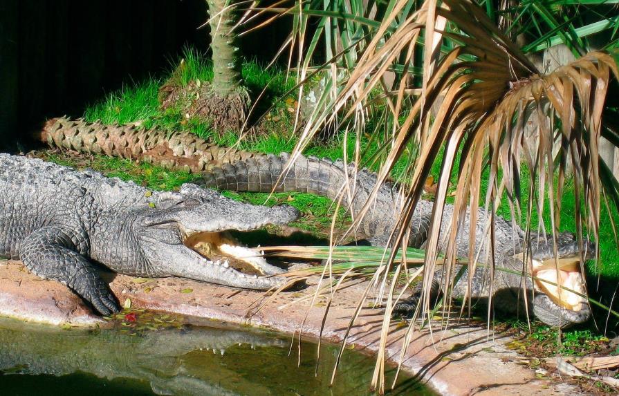 Mujer de Florida descubre caimanes peleando en su casa