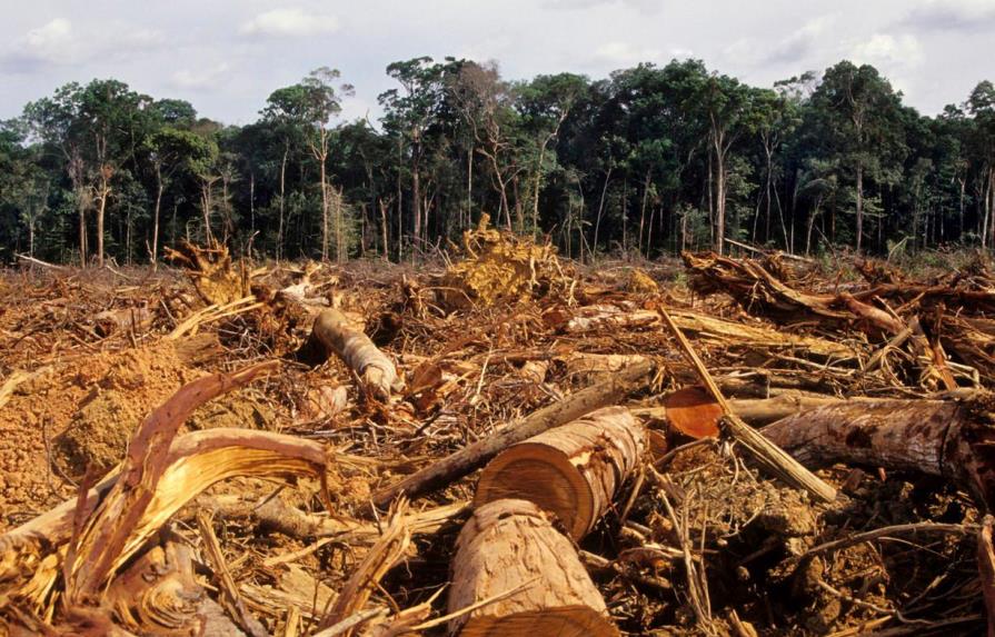 La deforestación en la Amazonía brasileña creció un 103,7 % en noviembre