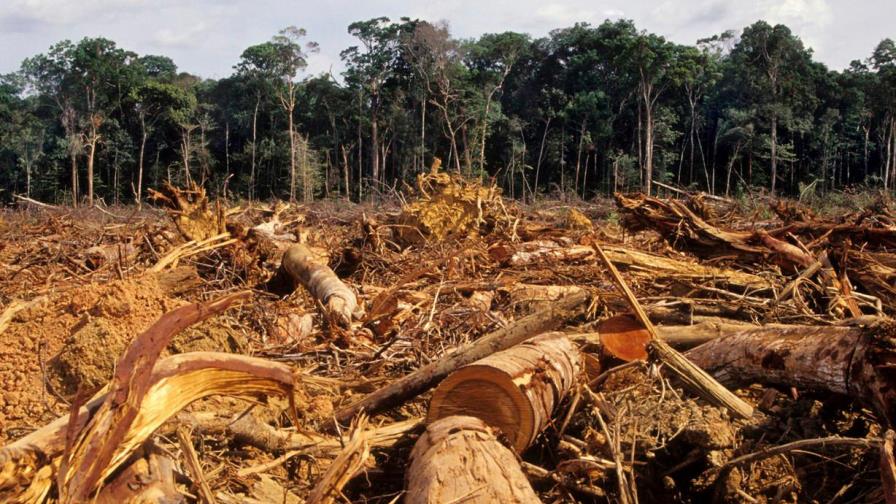 La deforestación en la Amazonía brasileña creció un 103,7 % en noviembre