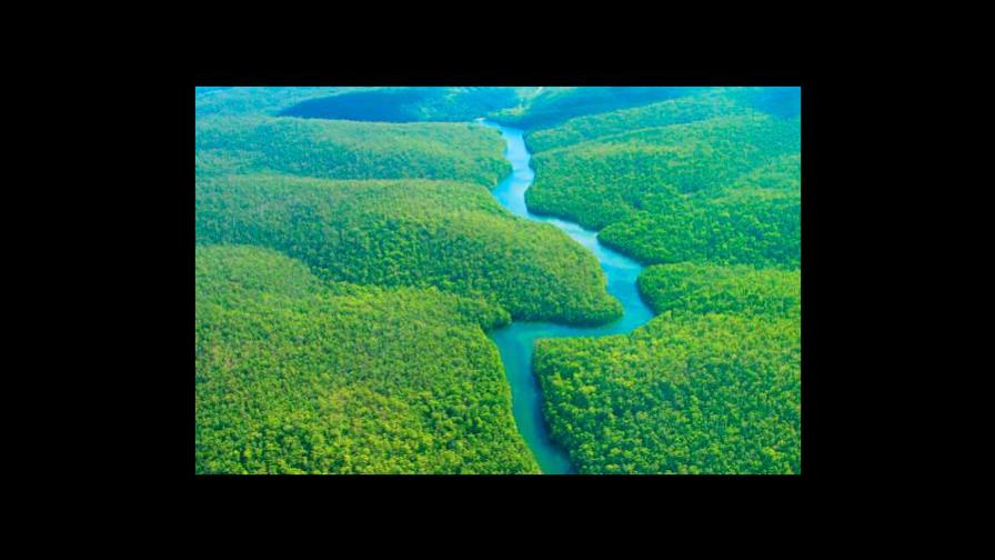 “No podemos vivir en un mundo sin la Amazonía”, advierte reputada científica brasileña “No podemos vivir en un mundo sin la Amazonía”, advierte reputada científica brasileña