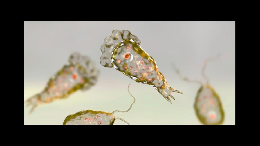 Florida confirma nuevo caso de la ameba comecerebros