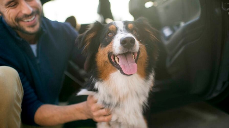 Conexiones Amway: cuatro maneras en las que tu mascota apoya tu sistema inmunológico