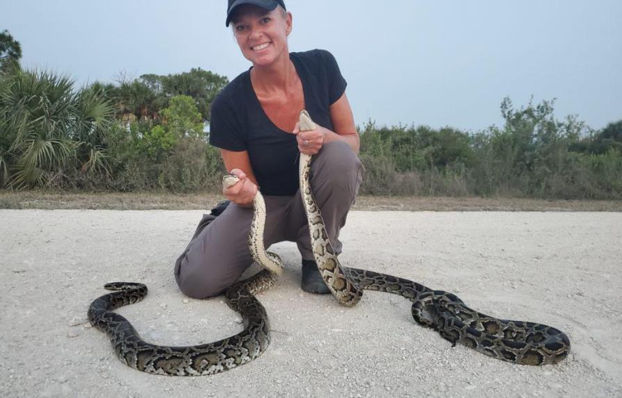 Amy Siewe, la cazadora de pitones que ama a las serpientes