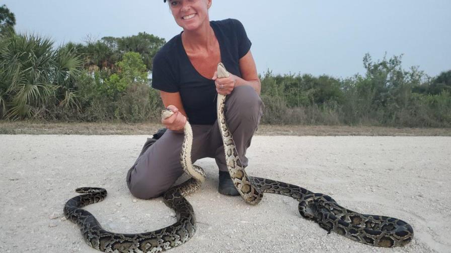 Amy Siewe, la cazadora de pitones que ama a las serpientes