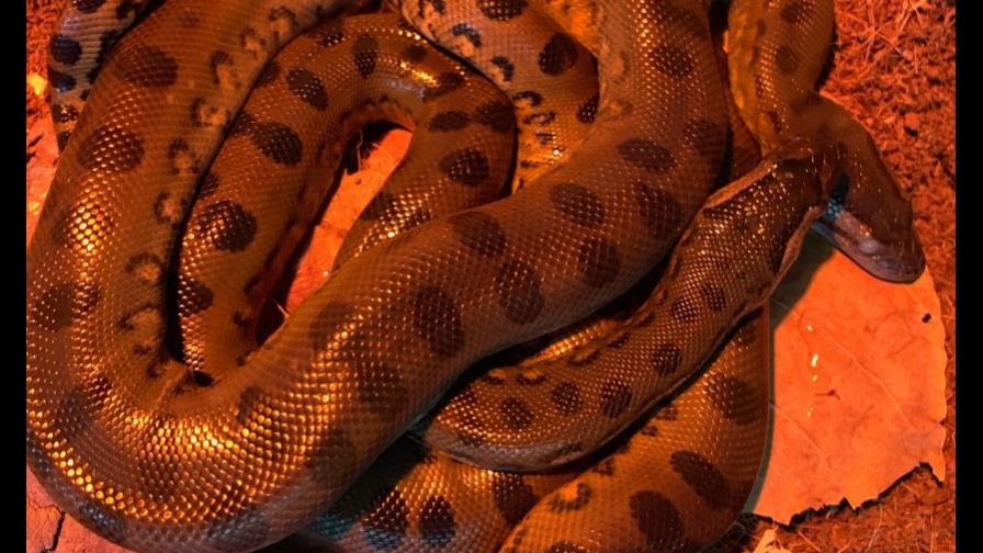 Cómo una anaconda se preñó y reprodujo sin la necesidad de un macho