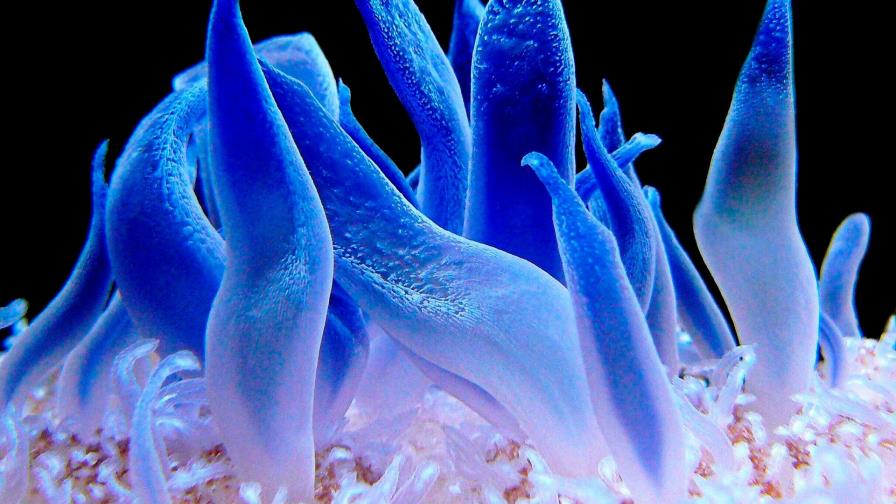 Descubren cuatro especies caribeñas de invertebrados microscópicos