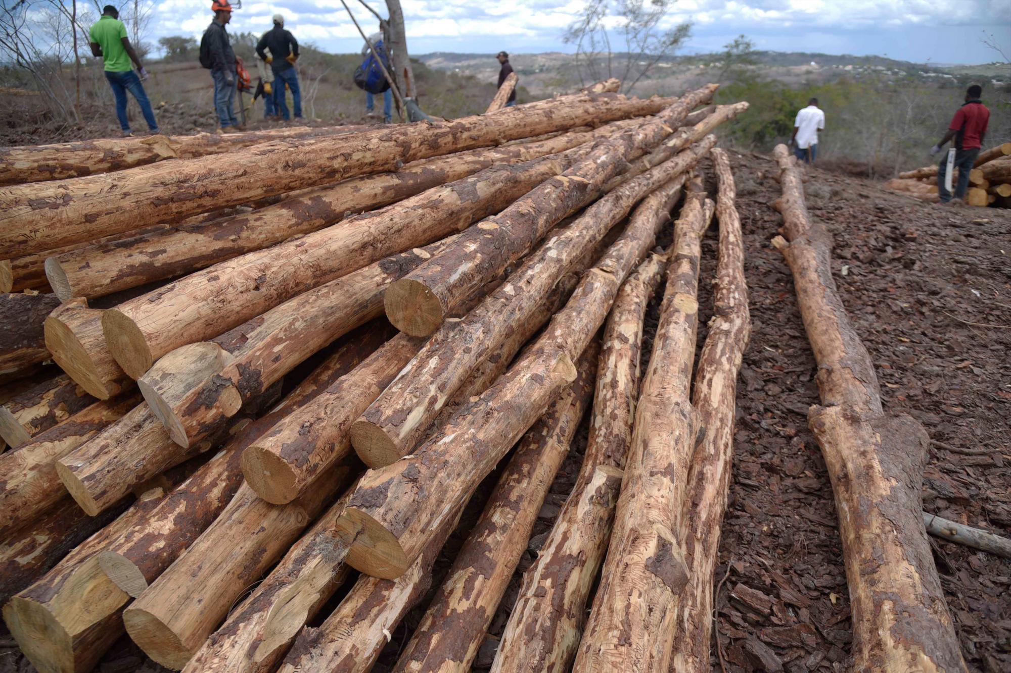 Parte de los árboles de pino cortados debido a la plaga de escarabajos que ha afectado a más de 30 mil árboles desde hace varios meses en el municipio de San José de las Matas. Martes 12 de marzo de 2019.