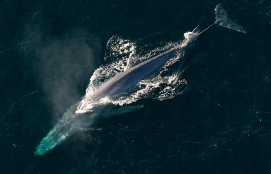 El tamaño de las ballenas está limitado por su alimentación