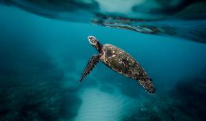 Diecinueve muertos tras comer tortuga marina en Madagascar 