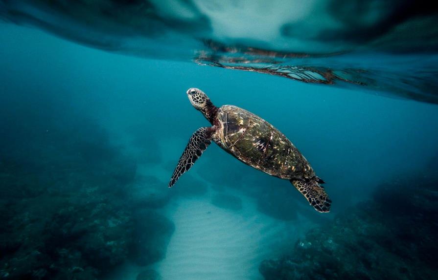Diecinueve muertos tras comer tortuga marina en Madagascar 