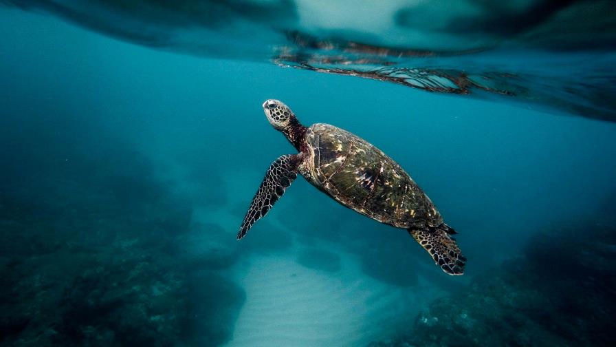 Diecinueve muertos tras comer tortuga marina en Madagascar 