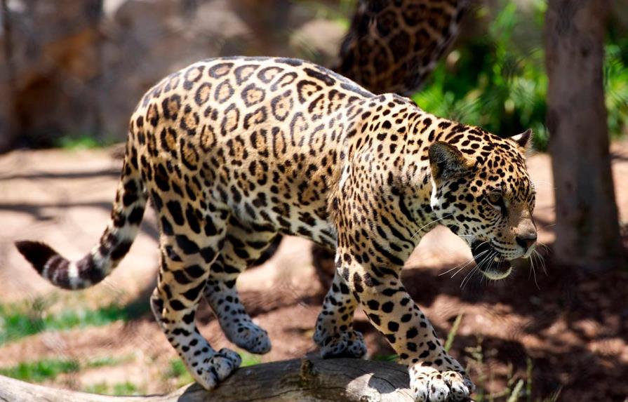 Hombre en EEUU paga por “experiencia” con leopardo que lo ataca salvajemente