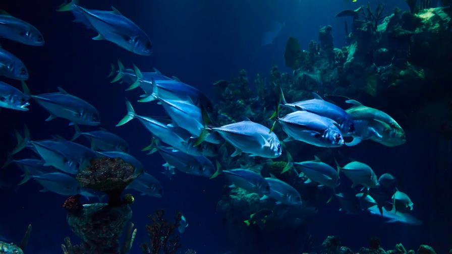 Nueva hormona sexual en los peces podría ayudar en tratamientos de fertilidad