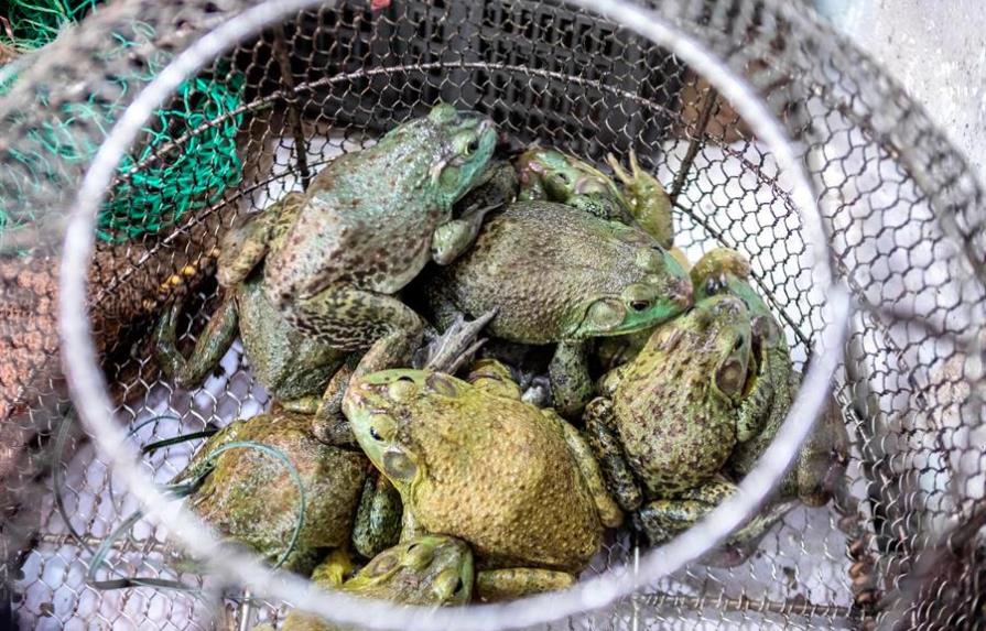 China comienza a dar subsidios para erradicar el tráfico de animales salvajes