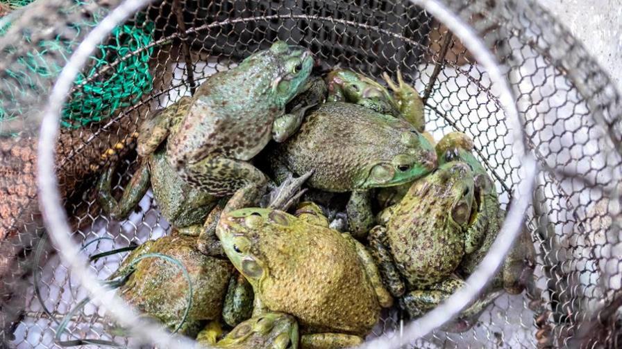 China comienza a dar subsidios para erradicar el tráfico de animales salvajes