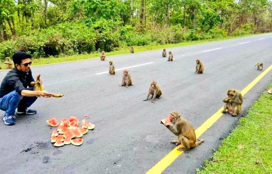 Imagen de monos respetando distanciamiento social se hace viral 