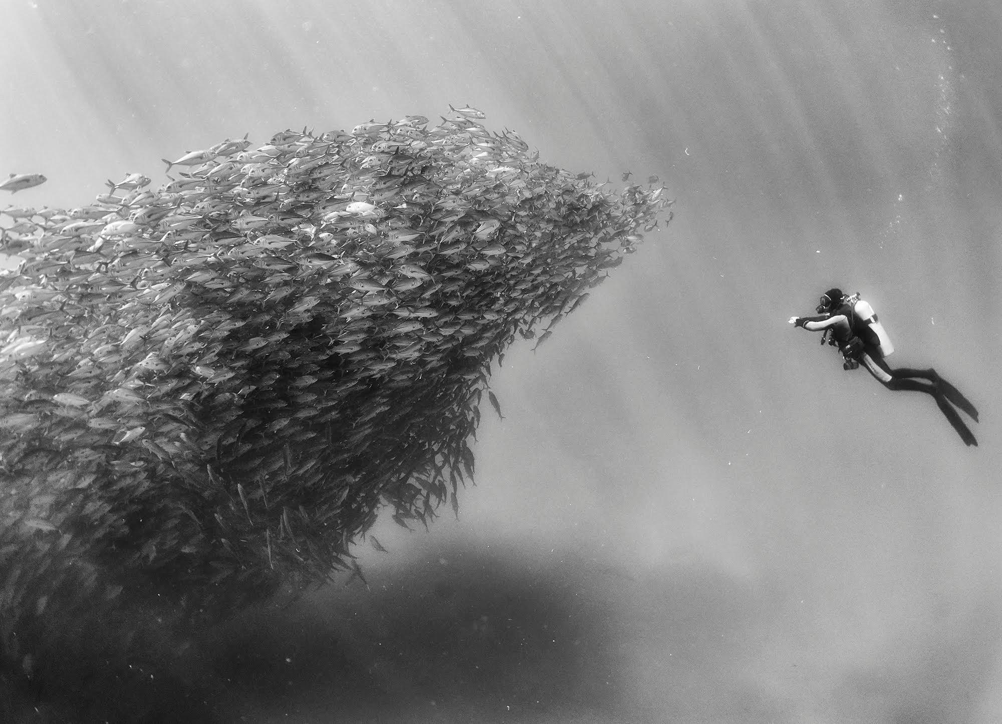Reino submarino: fotos en blanco y negro capturan momentos impresionantes entre la vida en el mar