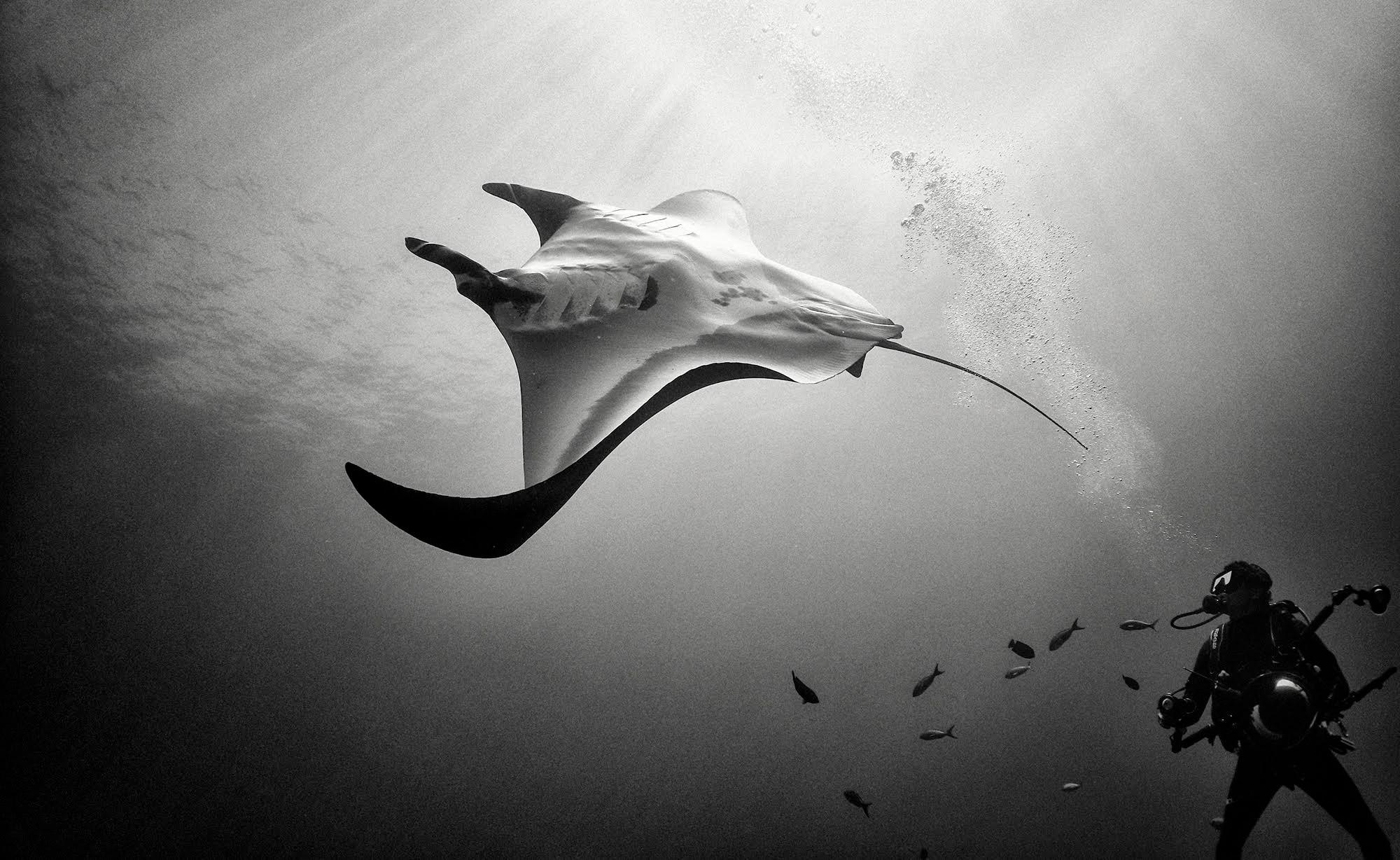 Espera que sus fotografías creen empatía hacia estas criaturas y su entorno, al tiempo que expresan el impacto que nuestras elecciones tienen en su trayectoria como especies del mar.