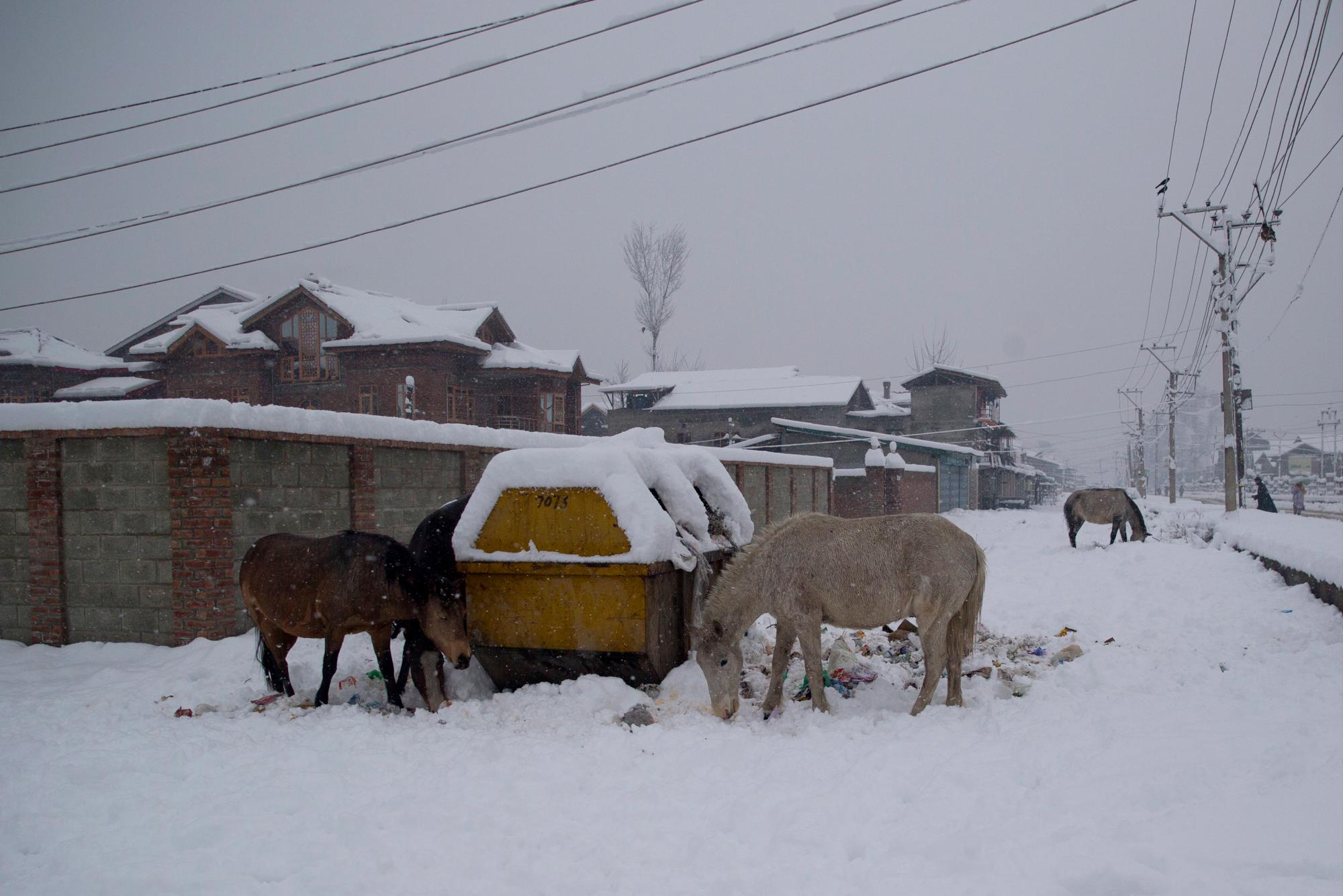 Los caballos buscan comestibles junto a un contenedor de basura en un camino cubierto de nieve en las afueras de Srinagar, Cachemira controlada por los indios, sábado 5 de enero de 2019. La región de Cachemira ha estado experimentando nieve durante algunos días, lo que ha provocado una interrupción del tráfico aéreo y Tráfico por carretera entre Srinagar y Jammu, las capitales de verano e invierno del estado problemático de la India.
