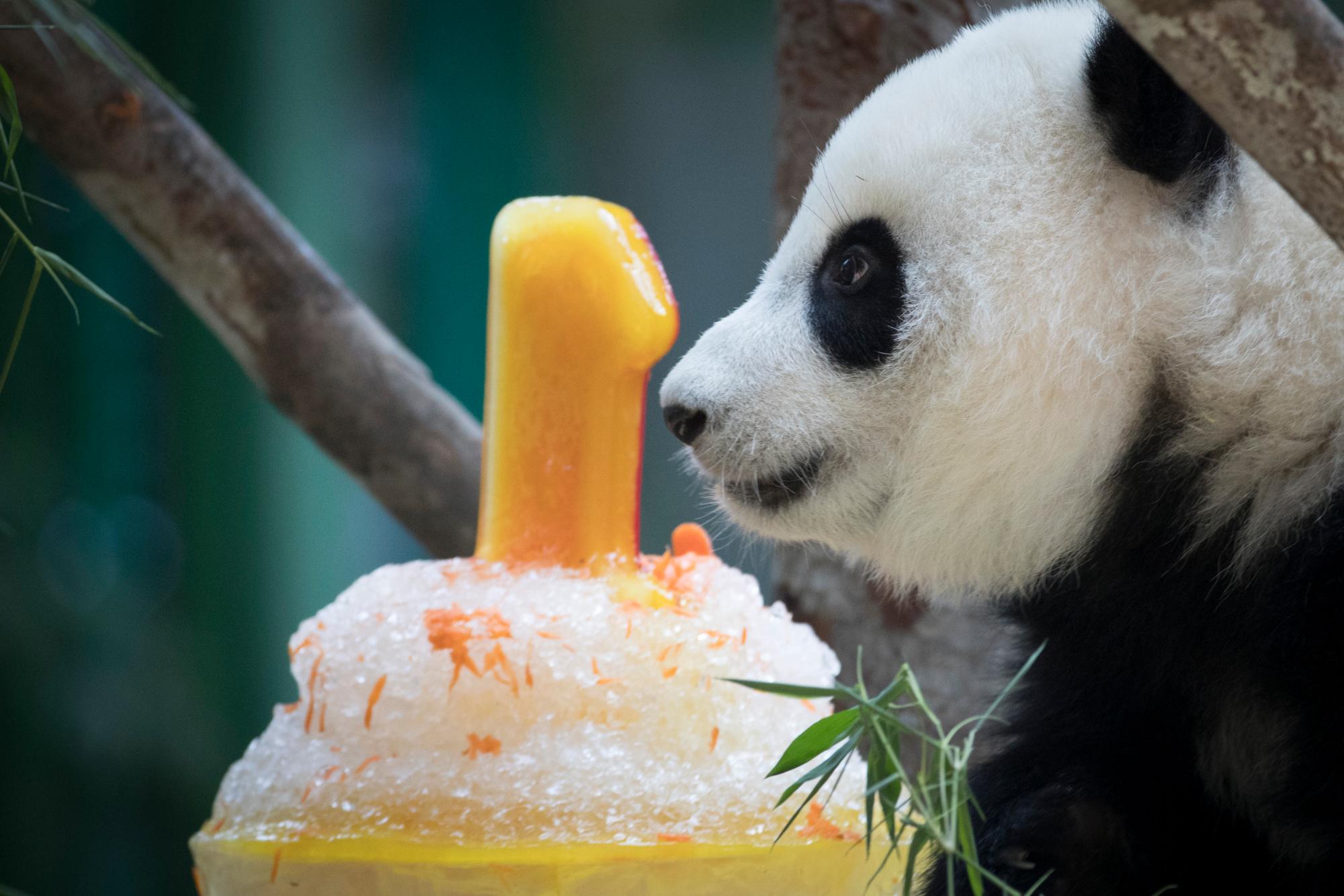 Celebran primer cumpleaños a panda gigante