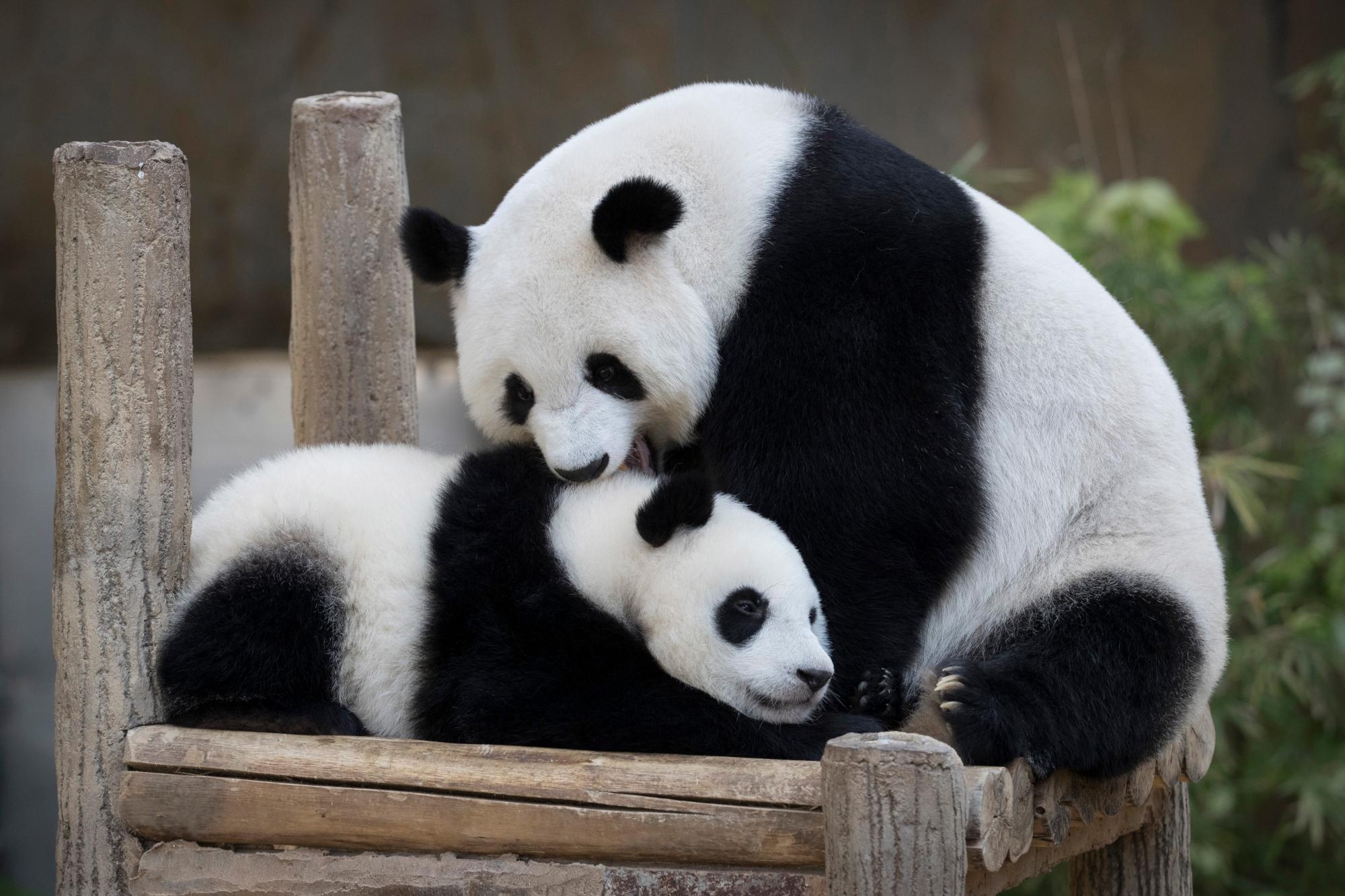 El panda gigante hembra de un año (sin nombre) cumple su primer cumpleaños con su madre Liang Liang, a la derecha, en el Zoológico Nacional de Kuala Lumpur.
