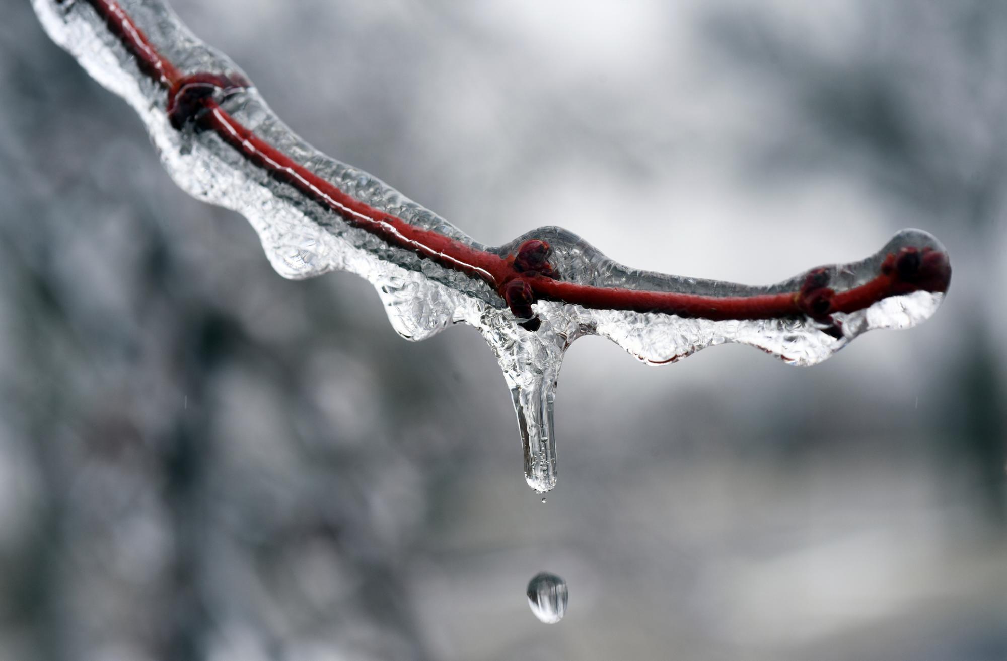 El agua gotea de una rama de un árbol congelado el martes, 12 de febrero de 2019, en St. Joseph, Michigan. La lluvia helada dejó a las carreteras, los árboles y las líneas eléctricas con una capa helada, haciendo que la conducción sea traicionera y cortando el suministro eléctrico a muchas personas en el suroeste de Michigan.