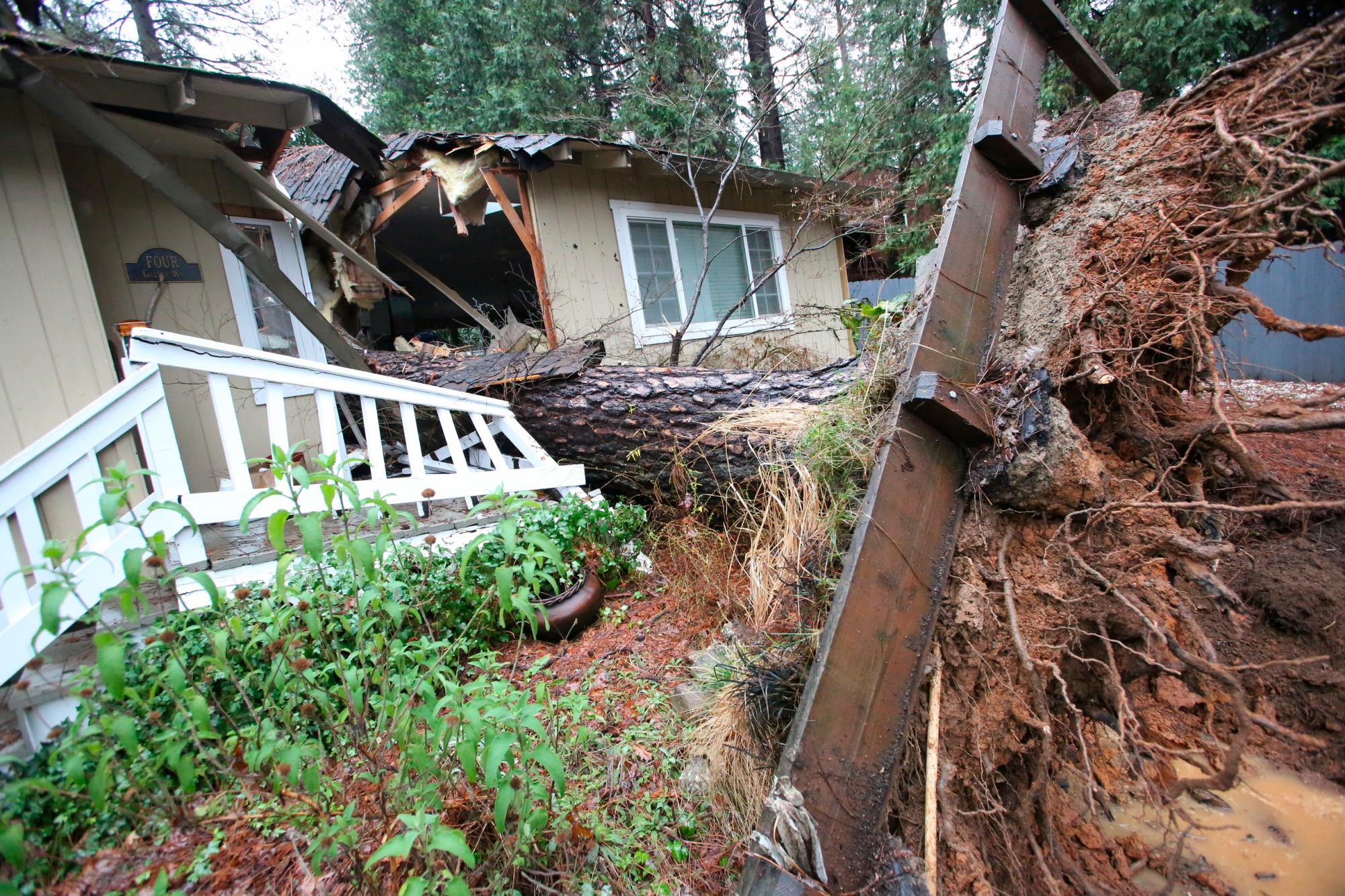 Un pino alto se estrelló en esta casa de Nevada City durante un viento torrencial y aguacero el jueves 14 de febrero de 2019. El árbol cortó la casa por la mitad y dañó otra casa detrás de ella.