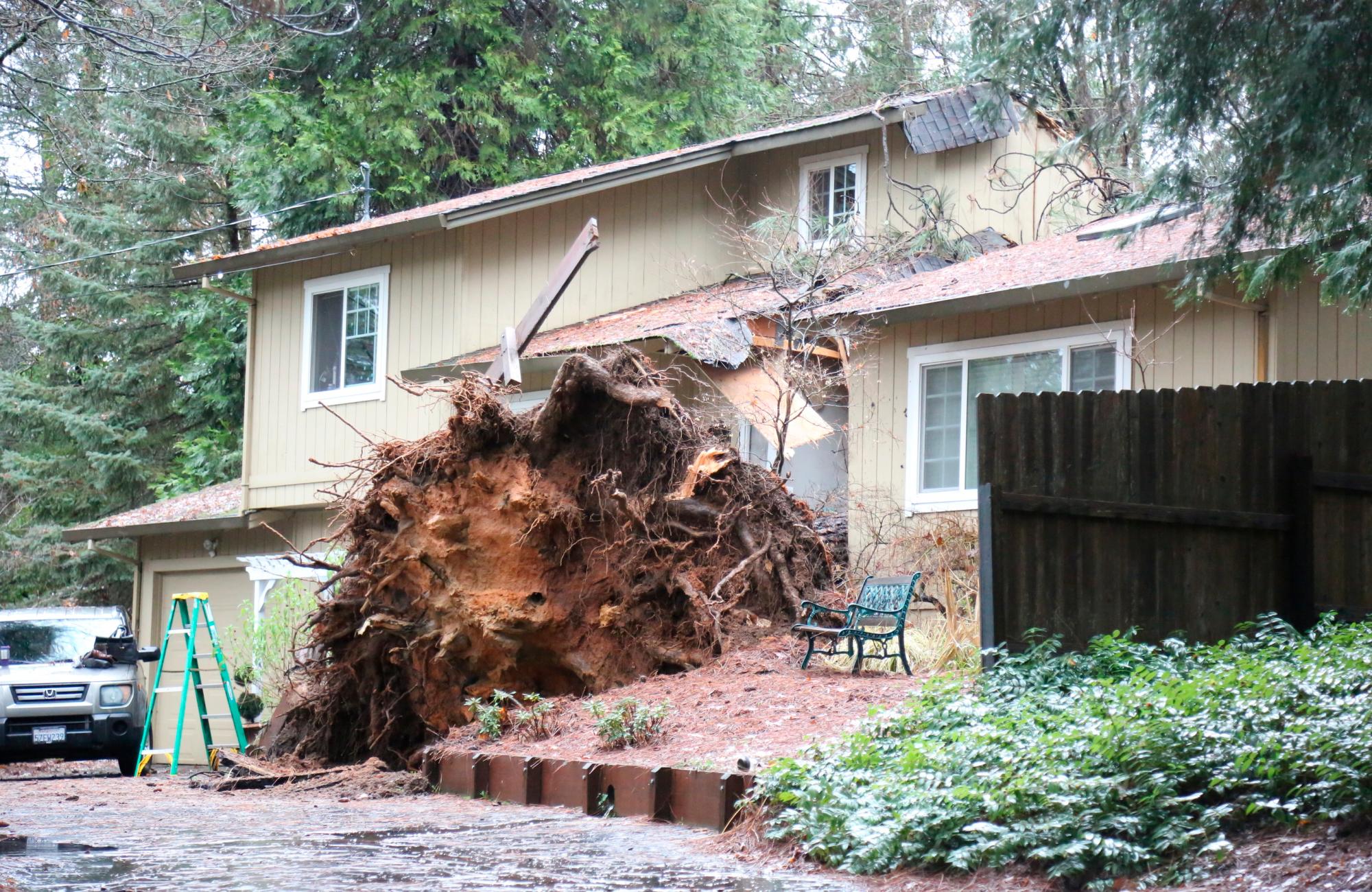 Las raíces de un gran árbol de pino se encuentran boca arriba y expuestas después de que el árbol se estrellara contra dos residencias de la ciudad de Nevada el jueves 14 de febrero de 2019. Nadie resultó herido en el incidente.