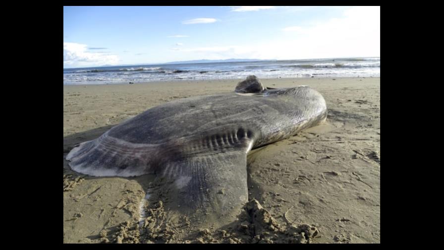 Hallan un pez luna gigante encallado en una playa de Australia