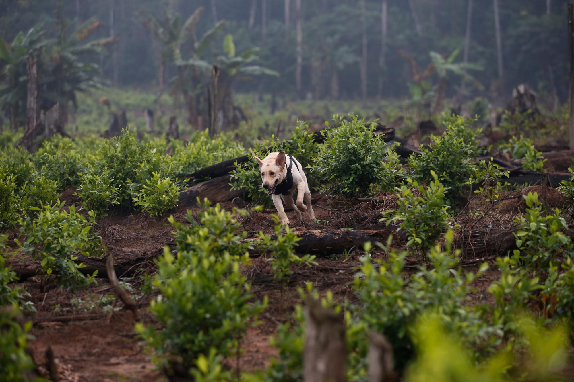 Un perro de detección explosiva atraviesa un campo de coca durante una operación antinarcóticos del ejército en San José del Guaviare, Colombia, el viernes 22 de marzo de 2019. Los soldados confían en los perros que huelen los explosivos para buscar minas antes de arrancar los arbustos de coca. 