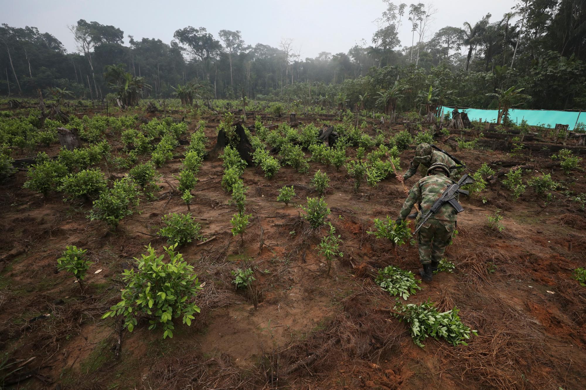 Soldados arrancaran los arbustos de coca en una operación de erradicación manual en San José del Guaviare, Colombia, el viernes 22 de marzo de 2019. 