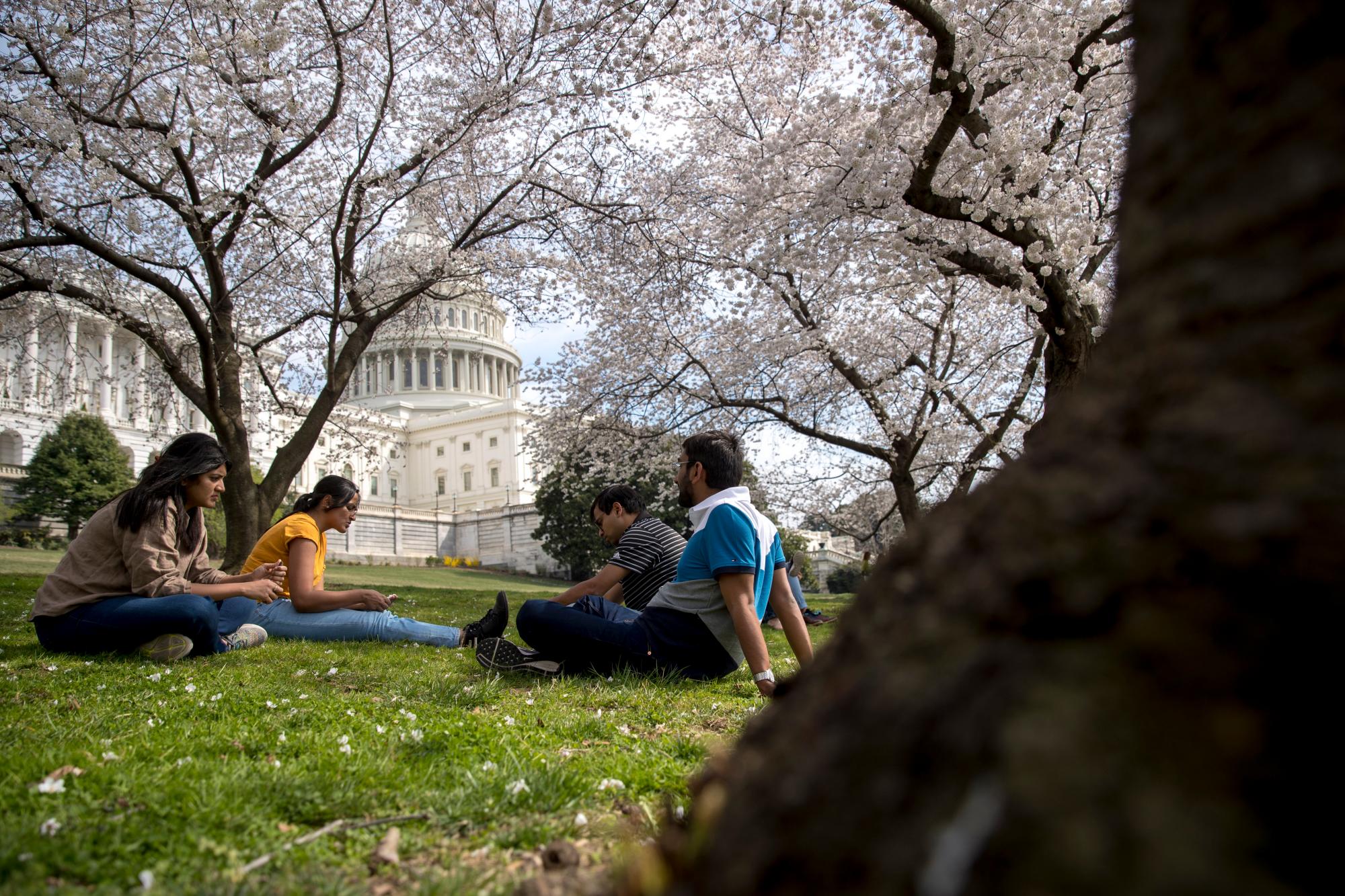 La Cúpula del edificio del Capitolio de los Estados Unidos es visible cuando florecen los cerezos en flor en West Lawn, el sábado 30 de marzo de 2019, en Washington. La floración máxima se espera el 1 de abril, según el Servicio de Parques Nacionales.