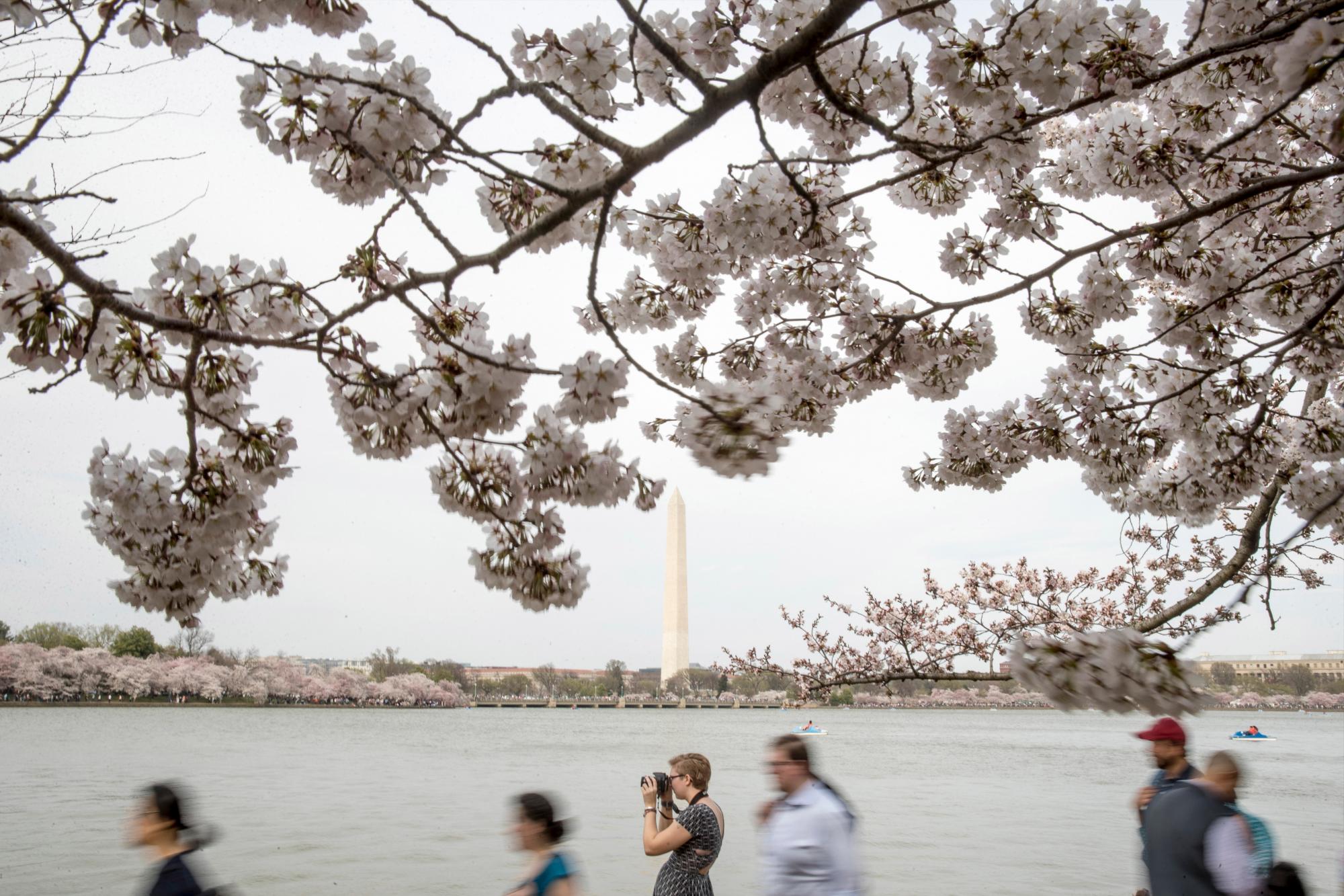 La gente visita los cerezos en flor a lo largo de la Cuenca Tidal, el sábado 30 de marzo de 2019, en Washington. La floración máxima se espera el 1 de abril, según el Servicio de Parques Nacionales.