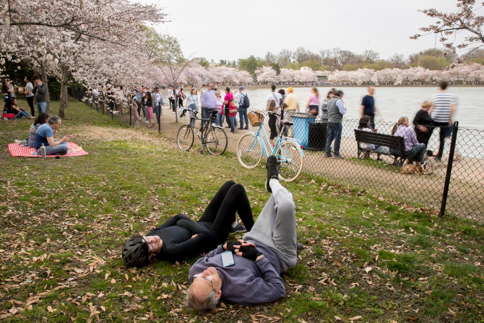 La gente visita los cerezos en flor a lo largo de la Cuenca Tidal, el sábado 30 de marzo de 2019, en Washington. La floración máxima se espera el 1 de abril, según el Servicio de Parques Nacionales. 
