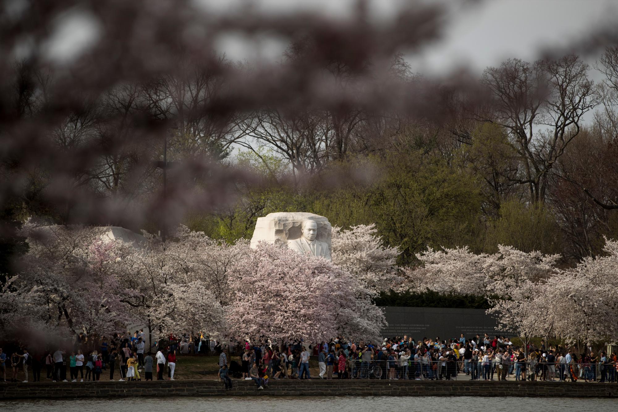 El Memorial de Martin Luther King, Jr. es visible a través de los cerezos en flor a lo largo de la Cuenca Tidal, el sábado 30 de marzo de 2019, en Washington. La floración máxima se espera el 1 de abril, según el Servicio de Parques Nacionales.