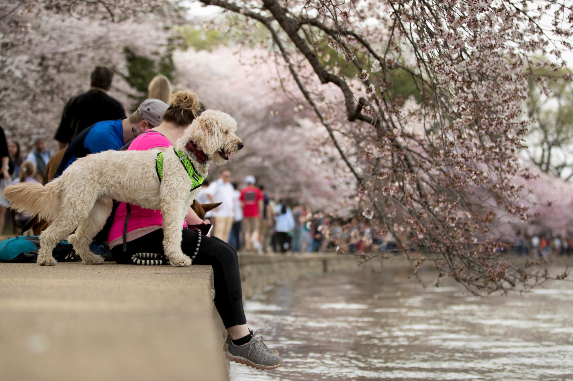 Russel Dietz y Jessica Jones de New Cumberland, Pa., Y su perro Remington visitan los cerezos en flor a lo largo de la Cuenca Tidal, el sábado 30 de marzo de 2019, en Washington. La floración máxima se espera el 1 de abril, según el Servicio de Parques Nacionales.