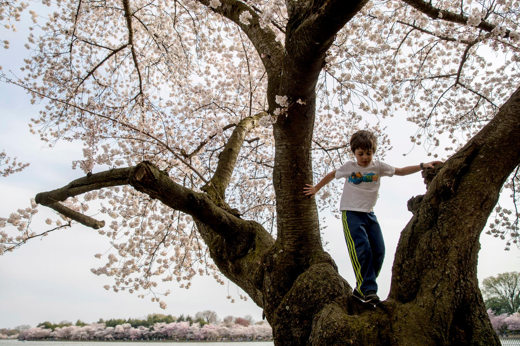Zacki Rempell, 6, de Takoma Park, Maryland, se sube a un árbol de cerezos a lo largo de la Cuenca Tidal, el sábado 30 de marzo de 2019, en Washington. La floración máxima se espera el 1 de abril, según el Servicio de Parques Nacionales.