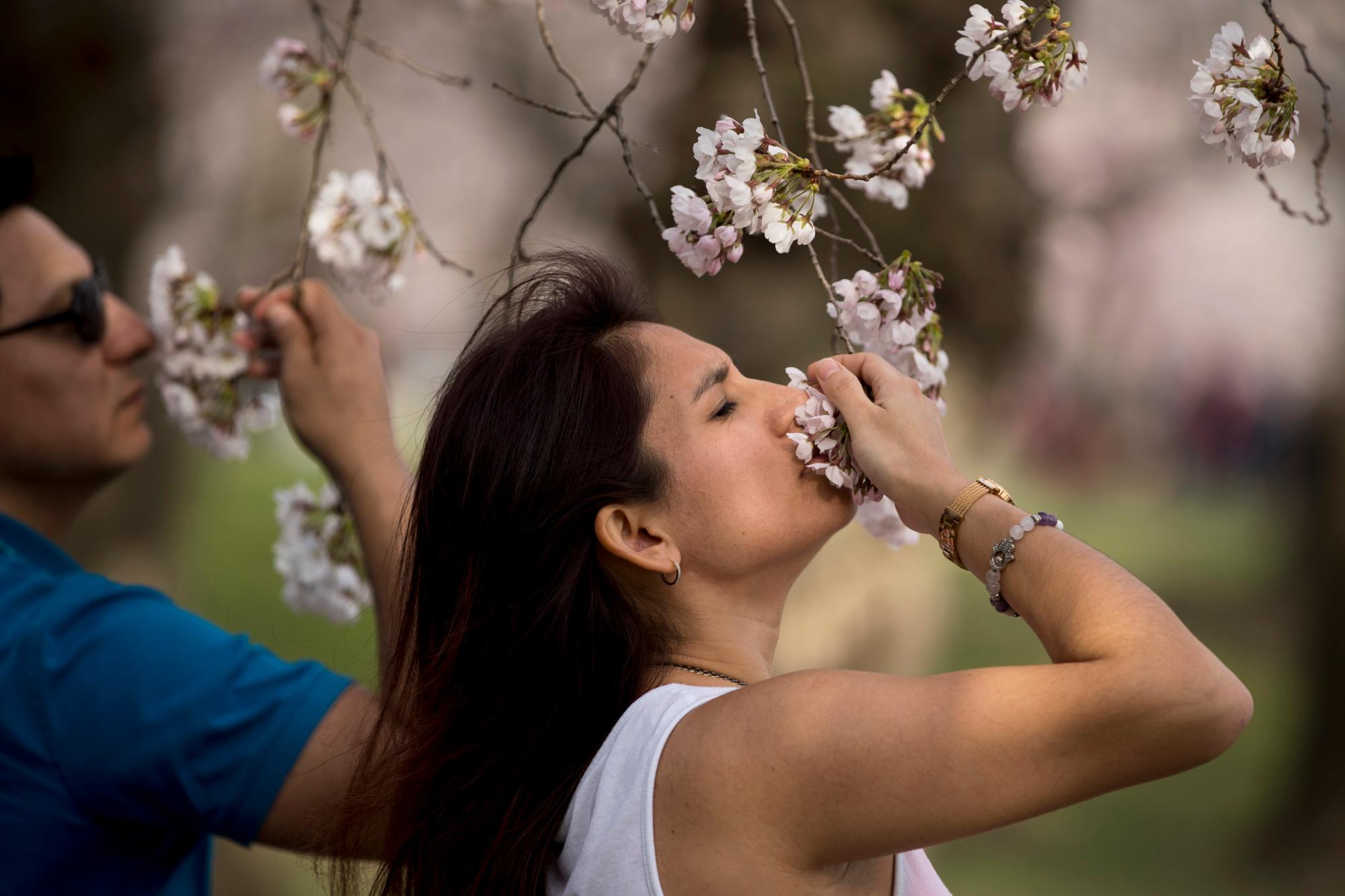 Alex Castro y Mica Everett, a la derecha, de Ontario, Canadá, se detienen a oler un grupo de flores de cerezo a lo largo de la Cuenca Tidal, el sábado 30 de marzo de 2019, en Washington. La floración máxima se espera el 1 de abril, según el Servicio de Parques Nacionales.