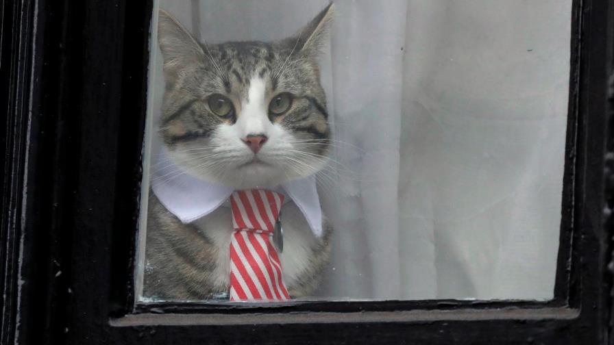 ¿Qué pasó con James, el gato de Julian Assange?