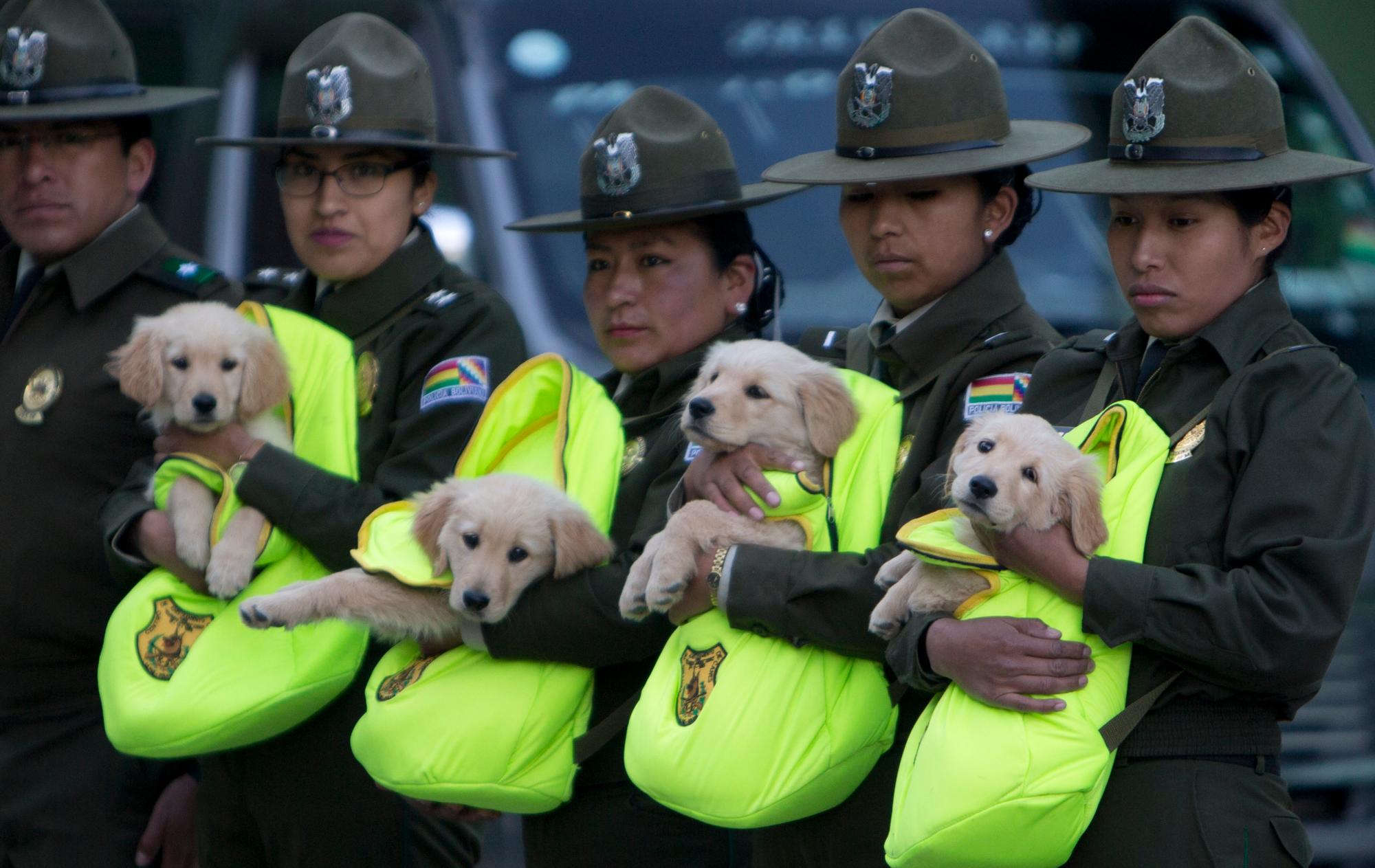 En esta foto del viernes 5 de abril de 2019, las oficiales de sexo femenino introducen una camada de cachorros Golden Retriever para ser entrenados como perros policías, durante una presentación de habilidades de la unidad K-9 para el liderazgo, en La Paz, Bolivia.