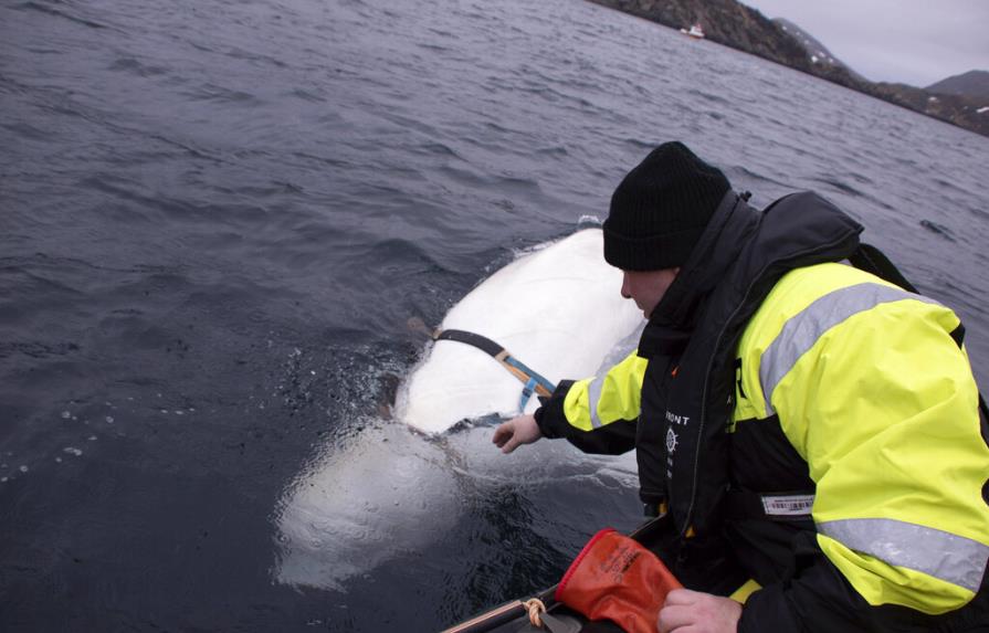 Ballena beluga hallada en Noruega es amigable con humanos
