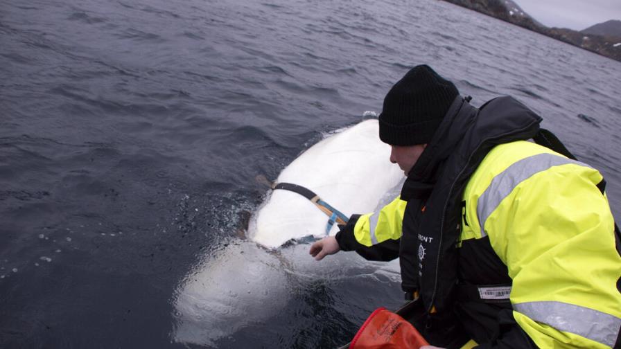Ballena beluga hallada en Noruega es amigable con humanos