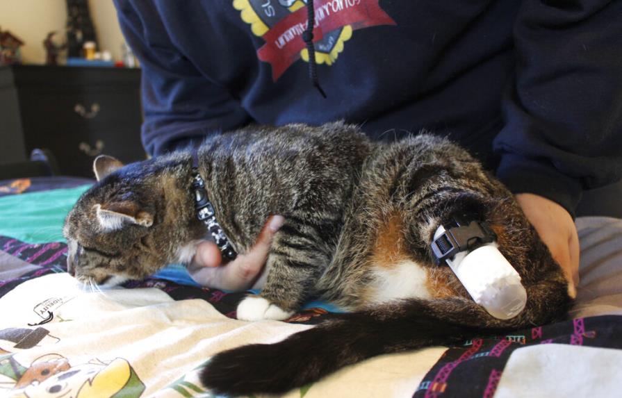 Gato recibe prótesis para volver a caminar