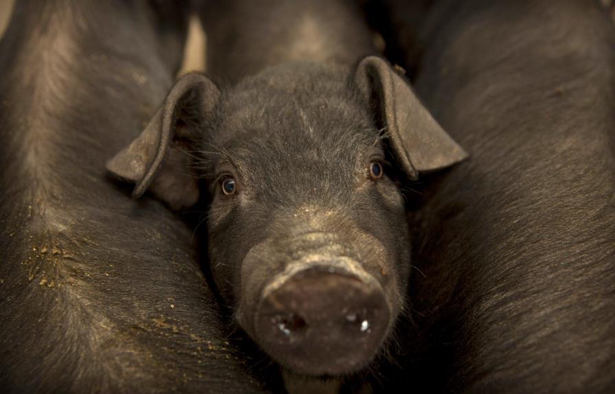 La peste porcina en China dispara el precio global del cerdo