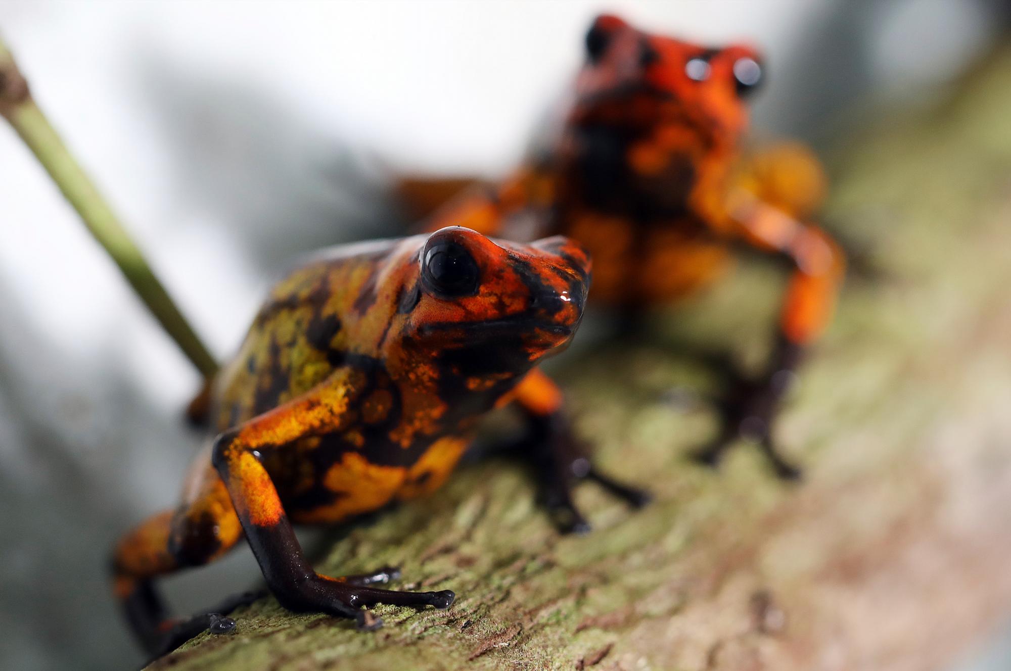 Ranas rojas, llamadas Oophaga histrionica de cabeza se encuentran dentro del recipiente de vidrio donde se crían en el “tesoros de Colombia” centro de cría de rana en Cundinamarca, Colombia, martes, abril 23, 2019. Según Julio Rodríguez, un experimentado coleccionista de la ciudad de Nueva York, desde que “tesoros de Colombia” comenzó a exportar a los Estados Unidos, la etiqueta de precio para las histrionicas disminuyó un 50 por ciento. 