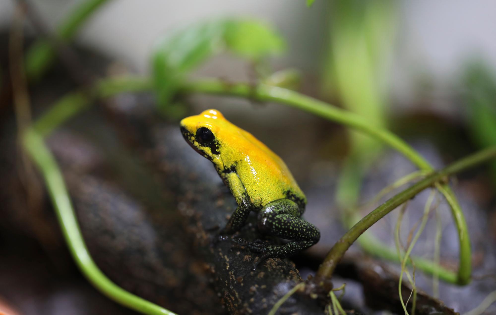 Una rana phyllobates bicolor, en el centro de cría de ranas Tesoros de Colombia, en Cundinamarca, Colombia, el 20 de mayo de 2019. La especie, también conocida como rana de dardo bicolor, es una de las ranas de dardo más venenosas y vive en los bosques bajos de Choco, en el oeste de Colombia. 