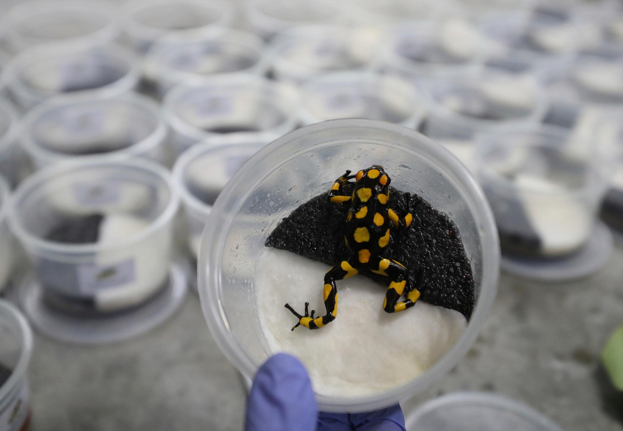 Una oophaga histrionica anchicaya, preparada para ser exportadas en el centro de cría de ranas Tesoros de Colombia, en Cundinamarca, Colombia, el 23 de abril de 2019. Tesoros de Colombia, es uno de los pocos programas de conservación en el mundo que intenta reducir el tráfico de especies salvajes ofreciendo a sus entusiastas una alternativa más respetuosa con el medio ambiente: animales criados en cautividad. 